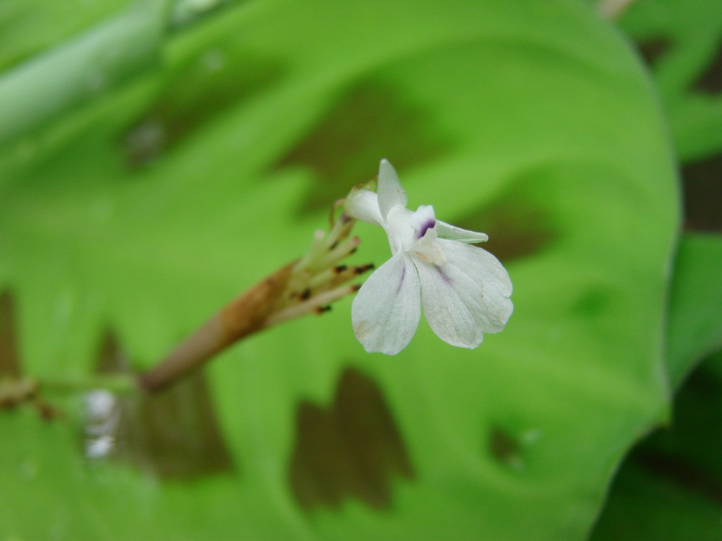 Prayer plant: Maranta leuconeura E. Morren - MARANTACEAE - Área de Relevante Interesse Ecológico do Riacho Fundo - Brasília - Distrito Federal - Brasil.