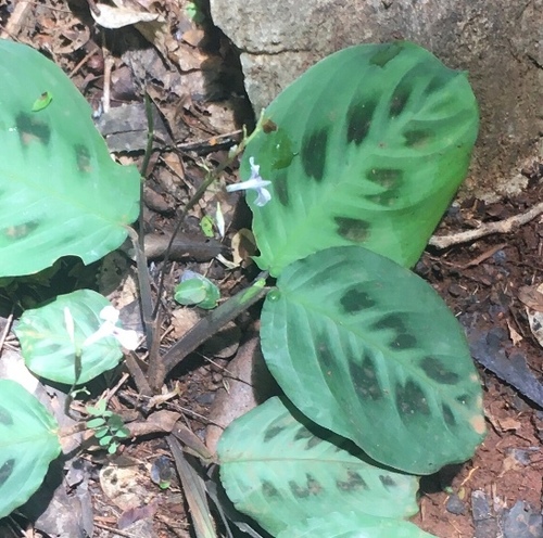 Prayer plant (Maranta leuconeura)
