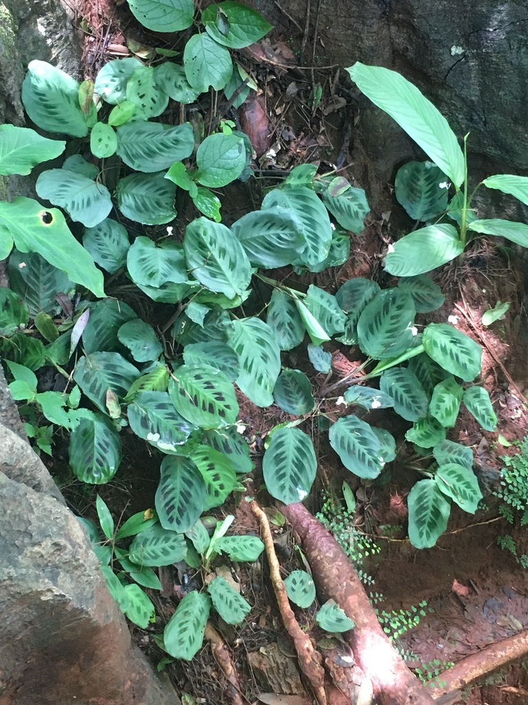 Prayer plant (Maranta leuconeura)