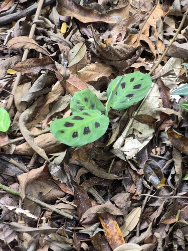 Prayer plant (Maranta leuconeura)