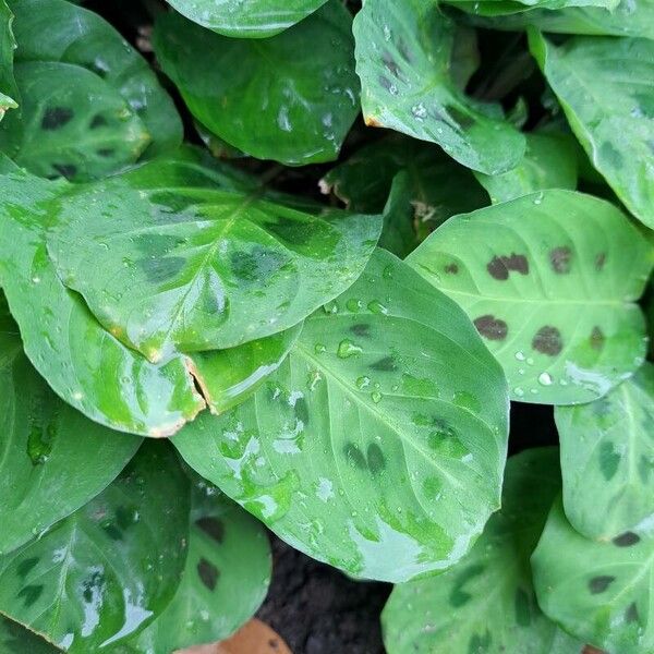 Prayer plant (Maranta leuconeura)