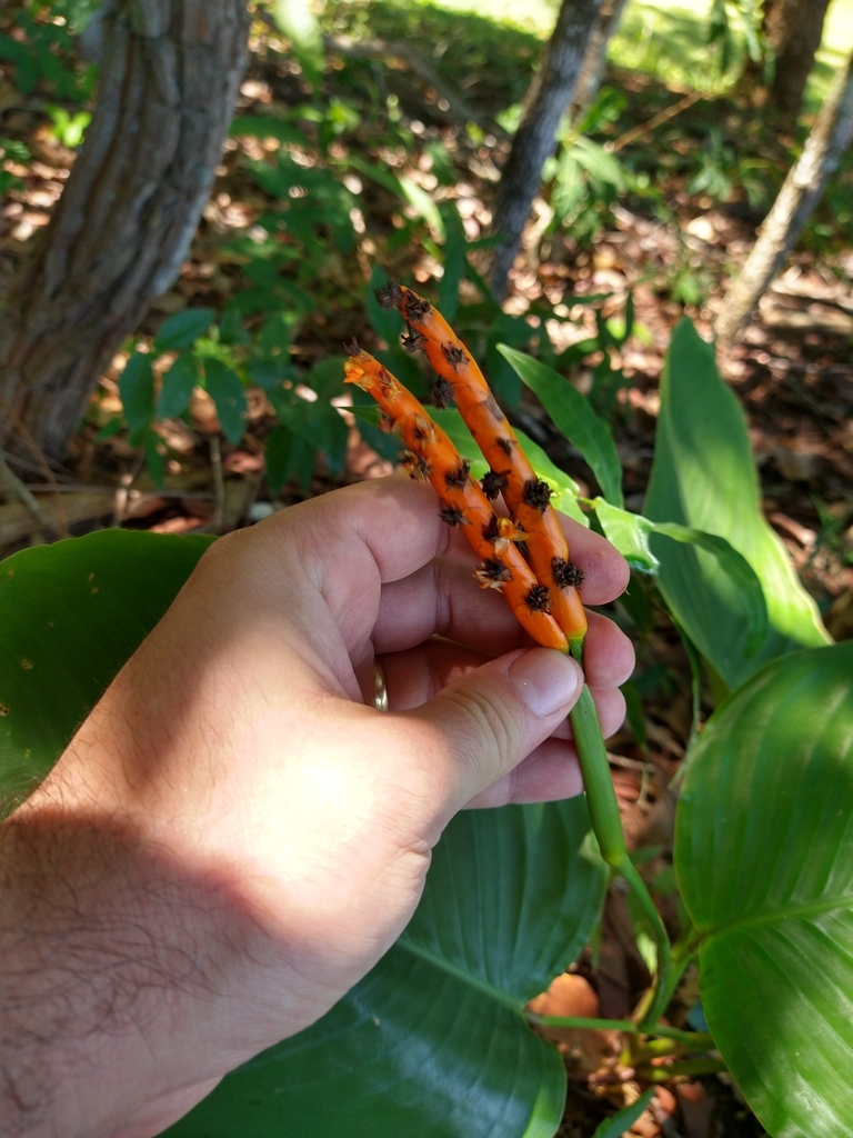 Maranta orbiculata (Maranta orbiculata)