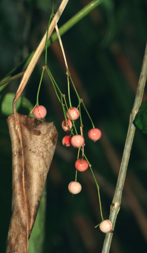 Marantochloa leucantha: Fruits of Marantochloa leucantha, Teplice Botanical Garden, Czech Republic