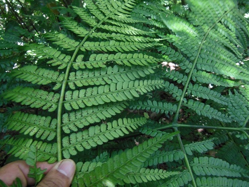 Marattia weinmanniifolia (Marattia weinmanniifolia)