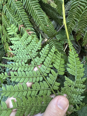 Marattia weinmanniifolia (Marattia weinmanniifolia)
