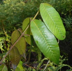 Marila dissitiflora (Marila dissitiflora)