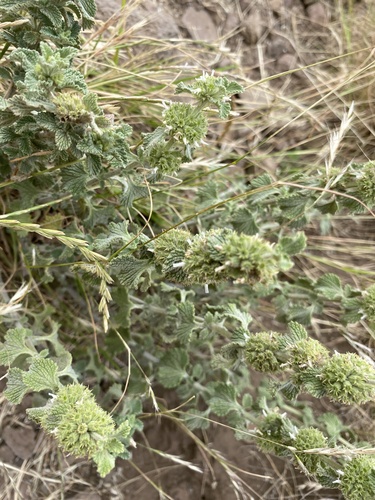 Horehound (Marrubium vulgare)