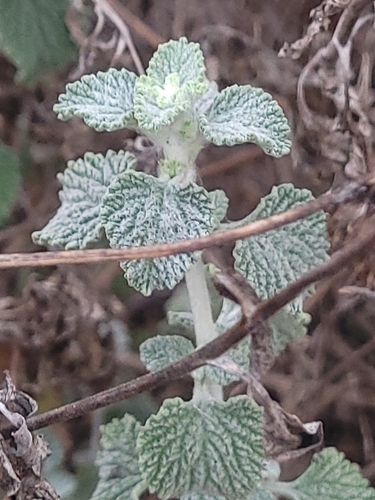 Horehound (Marrubium vulgare)