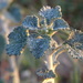 Horehound (Marrubium vulgare)