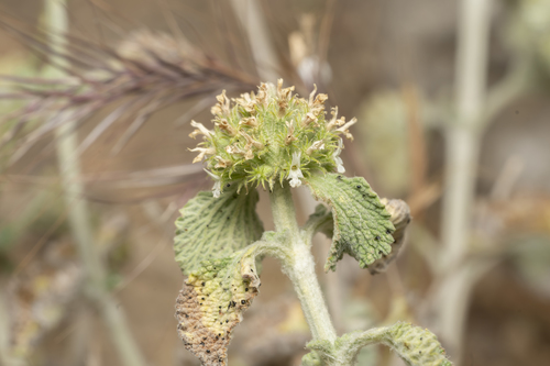 Horehound (Marrubium vulgare)
