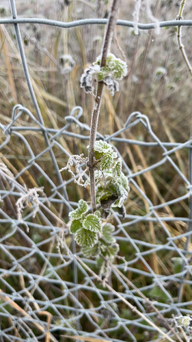 Horehound (Marrubium vulgare)