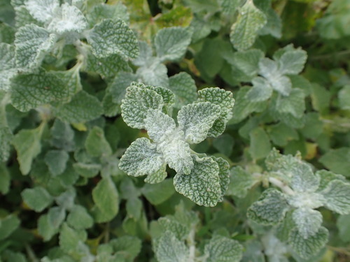 Horehound (Marrubium vulgare)
