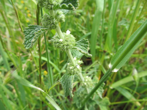 Horehound (Marrubium vulgare)