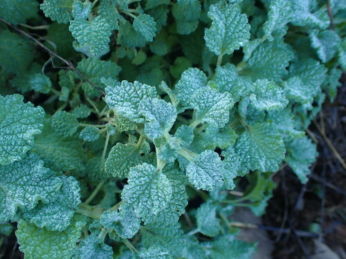 Horehound (Marrubium vulgare)