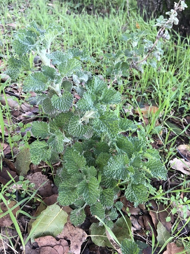 Horehound (Marrubium vulgare)