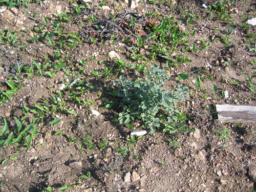 Horehound (Marrubium vulgare)