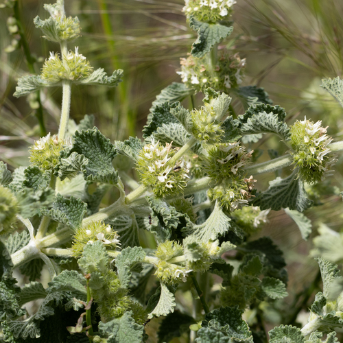 Horehound (Marrubium vulgare)