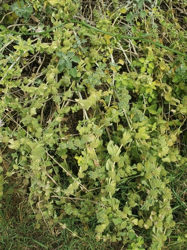 Horehound