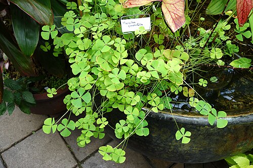 European waterclover: Conservatory of Flowers - San Francisco, California, USA.