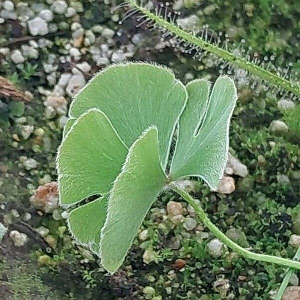 European waterclover (Marsilea quadrifolia)