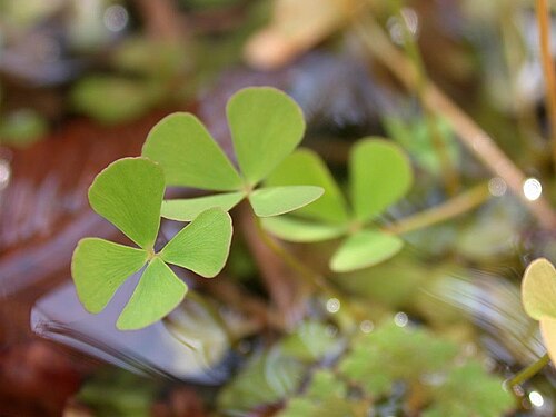 European waterclover: Name Marsilea quadrifolia L.)（デンジソウ） Family Marsileaceae (Pteridophyta) Date;2006,11;Tanabe city, Wakayama prefecture, Japan Author;Keisotyo