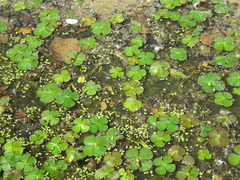 European waterclover (Marsilea quadrifolia)