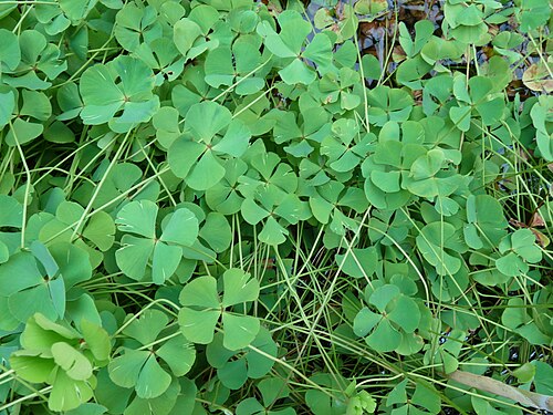 European waterclover: Colony of Marsilea quadrifolia
