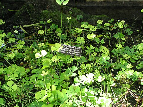 European waterclover (Marsilea quadrifolia)