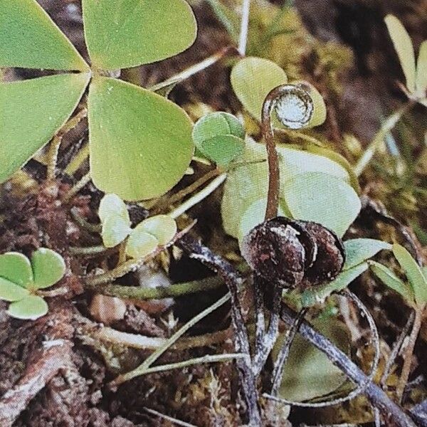 European waterclover (Marsilea quadrifolia)