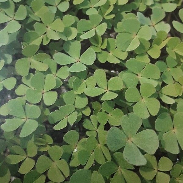 European waterclover (Marsilea quadrifolia)