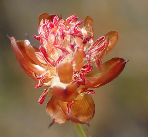 Mastersiella purpurea (Mastersiella purpurea)