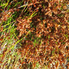 Mastersiella purpurea (Mastersiella purpurea)