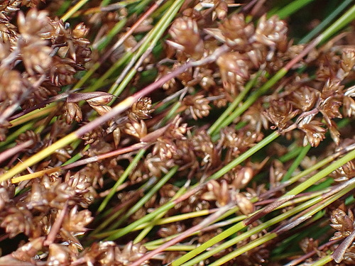 Mastersiella purpurea (Mastersiella purpurea)