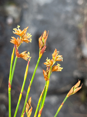 Mastersiella purpurea (Mastersiella purpurea)