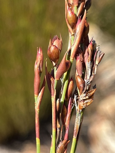 Mastersiella purpurea (Mastersiella purpurea)