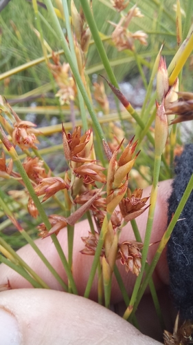 Mastersiella purpurea (Mastersiella purpurea)
