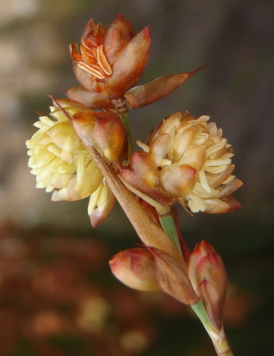 Mastersiella purpurea (Mastersiella purpurea)