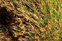 Mastersiella purpurea (Mastersiella purpurea)