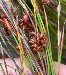 Mastersiella purpurea (Mastersiella purpurea)