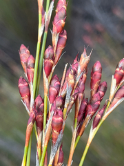 Mastersiella purpurea (Mastersiella purpurea)