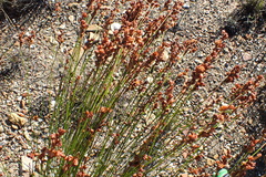 Mastersiella purpurea (Mastersiella purpurea)