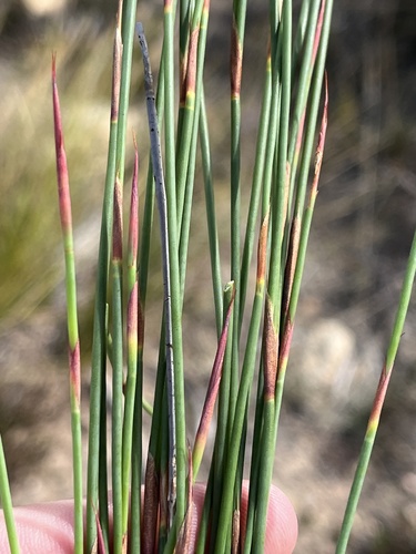 Mastersiella purpurea (Mastersiella purpurea)