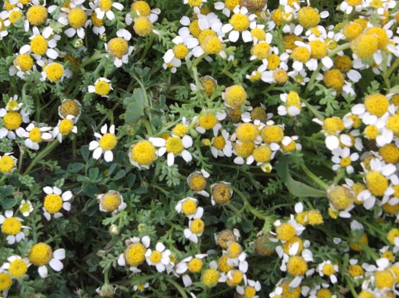 Wild chamomile: German chamomile (Matricaria chamomilla - syn: Matricaria recutita) in Malta.