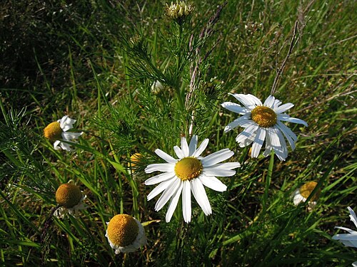 Wild chamomile: Blütenstand Kamille ( Matricaria recutita ) zwischen Kleinheringen und Rödigen