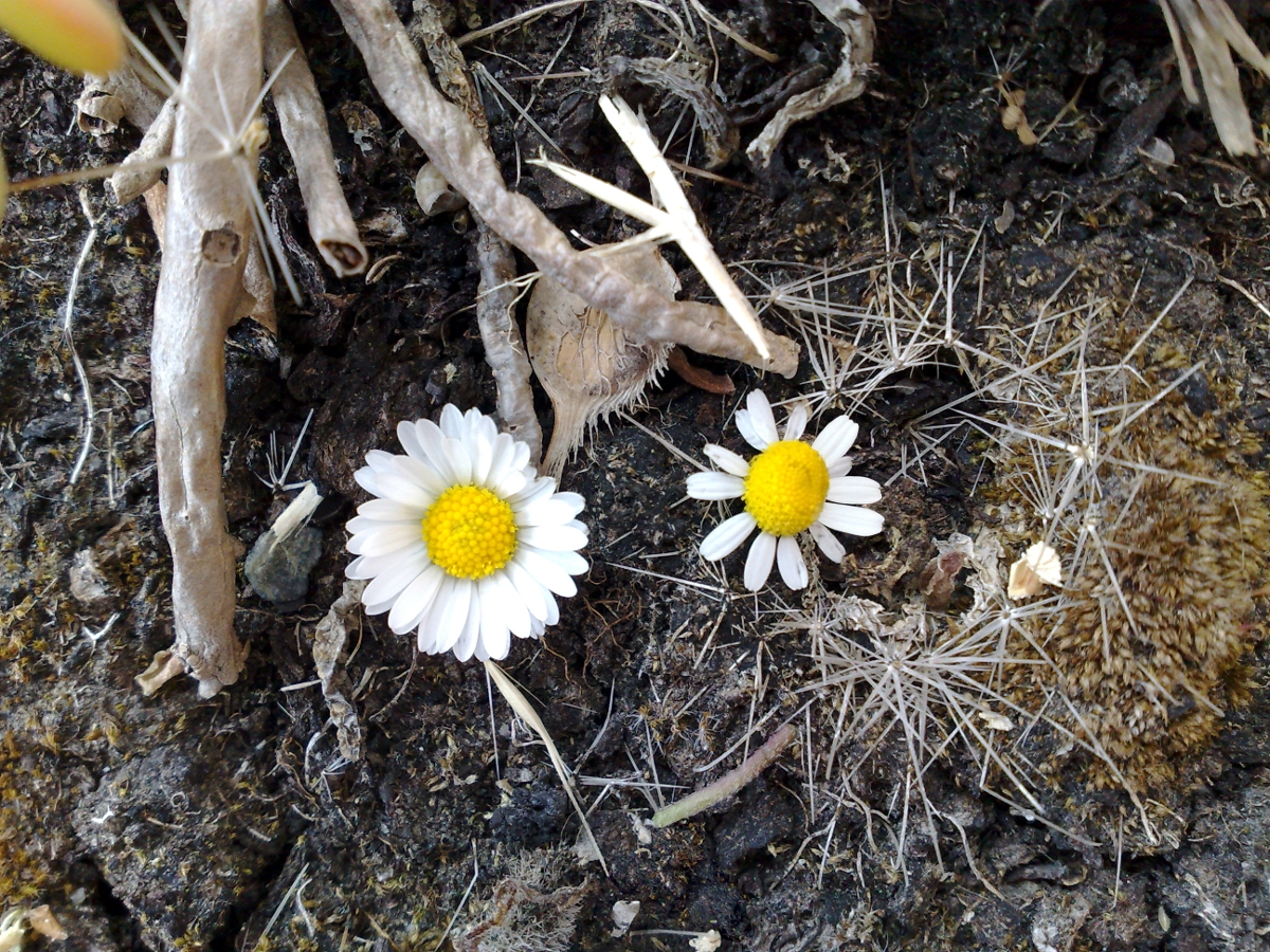Wild chamomile: Confronto tra i fiori della pratolina ( Bellis perennis ) e dellla camomilla