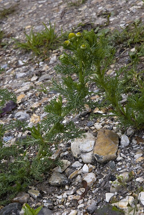 Disc mayweed: Matricaria disocoidea Marais de La-Chaussée-Tirancourt (Somme), France