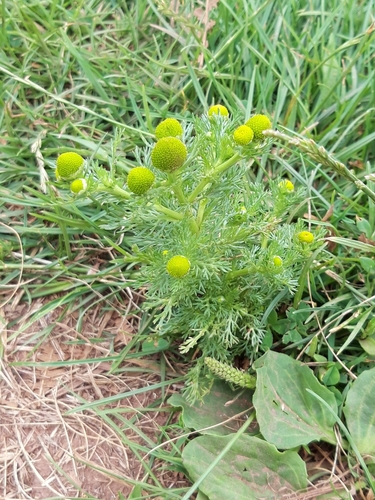 Disc mayweed (Matricaria discoidea)