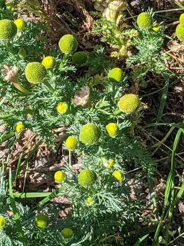 Disc mayweed (Matricaria discoidea)