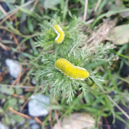 Disc mayweed