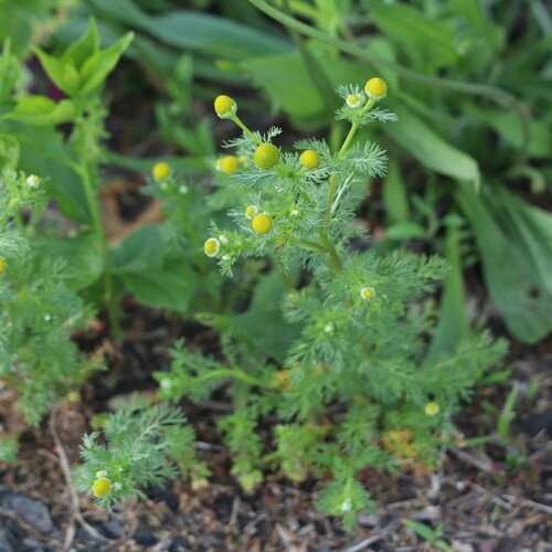 Disc mayweed (Matricaria discoidea)